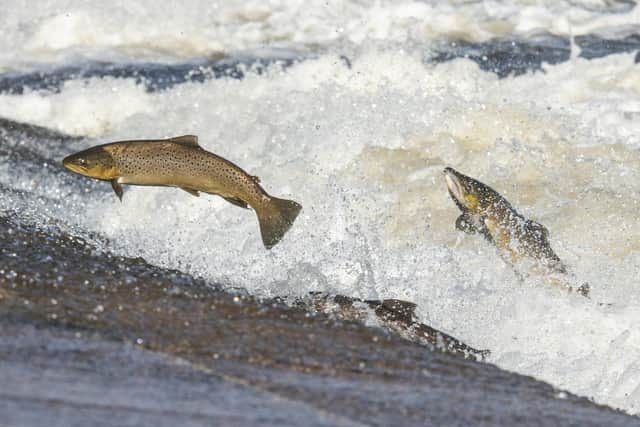 The upcoming episode of David Attenborough's new BBC show Wild Isles will shine a light on the lifecycle of wild salmon as the iconic fish go on their epic journey from river to sea and back again. Picture: Phil Wilkinson