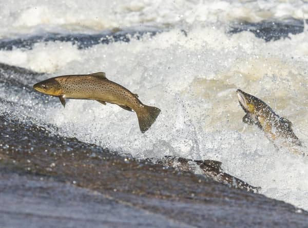 The upcoming episode of David Attenborough's new BBC show Wild Isles will shine a light on the lifecycle of wild salmon as the iconic fish go on their epic journey from river to sea and back again. Picture: Phil Wilkinson