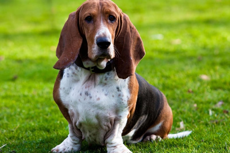 If ever there was a dog that doesn't look like it would be aquatic it would have to be the Basset Hound. Their large head, dense bone structure and short legs all count against them. Then there's also those adorable floppy ears that look beautiful but quickly become water logged.