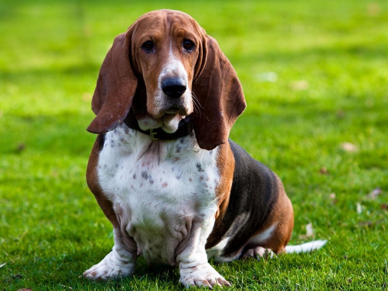 If ever there was a dog that doesn't look like it would be aquatic it would have to be the Basset Hound. Their large head, dense bone structure and short legs all count against them. Then there's also those adorable floppy ears that look beautiful but quickly become water logged.