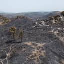 An area of hillside destroyed by wild fire in Lardos, Rhodes, Greece.