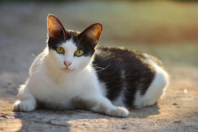 Bella is a name that has been used for decades across the globe, thanks to its meaning of 'beautiful' in numerous different languages. And all cats are beautiful! Got a nice little Italian sound to it too for extra cool.