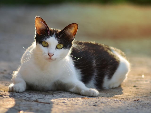 Bella is a name that has been used for decades across the globe, thanks to its meaning of 'beautiful' in numerous different languages. And all cats are beautiful! Got a nice little Italian sound to it too for extra cool.