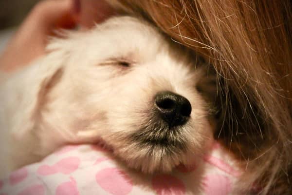 Some dogs just love to be cuddled.