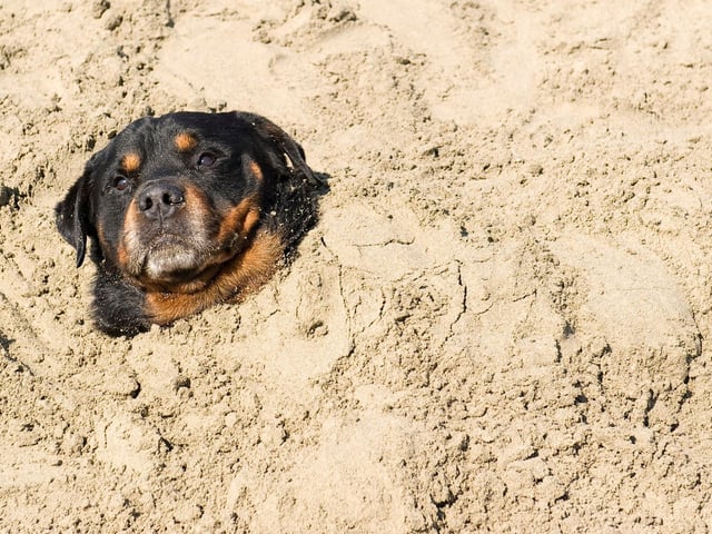 In the 19th century the Rottweiler almost became extinct, due to its traditional role as cattle herders being made redundant by roads and the railway. Luckily in the early 1900s it was found that they also made very good police and military dogs - so the breed thrived once more.