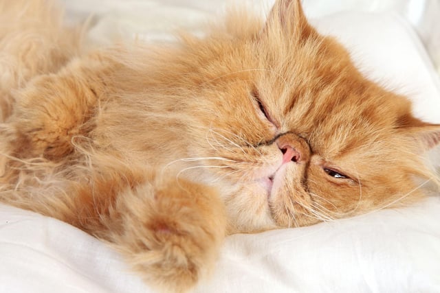 If you want a chilled out kitty cat, you've done the right thing if you've picked up a Persian. They require some grooming, however, they are experts in being super chilled and relaxed cats.