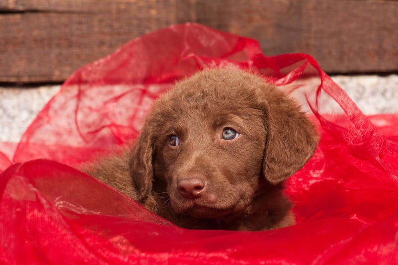 Developed in the USA in the 19th century the Chesapeake Bay Retriever is another dog that will only deliver a proper bite if it really has to.