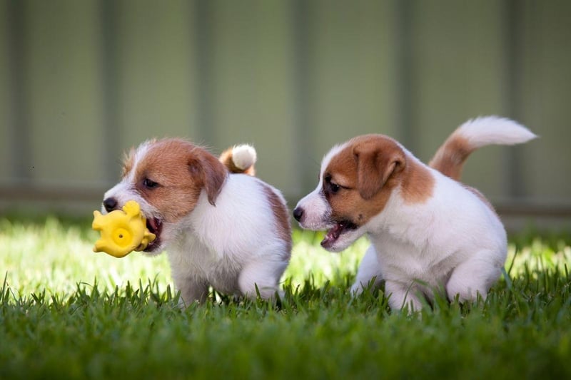 The cheeky and loving Jack Russell is probably the cheapest breed of puppy to buy at the moment - costing around £700-£1000.