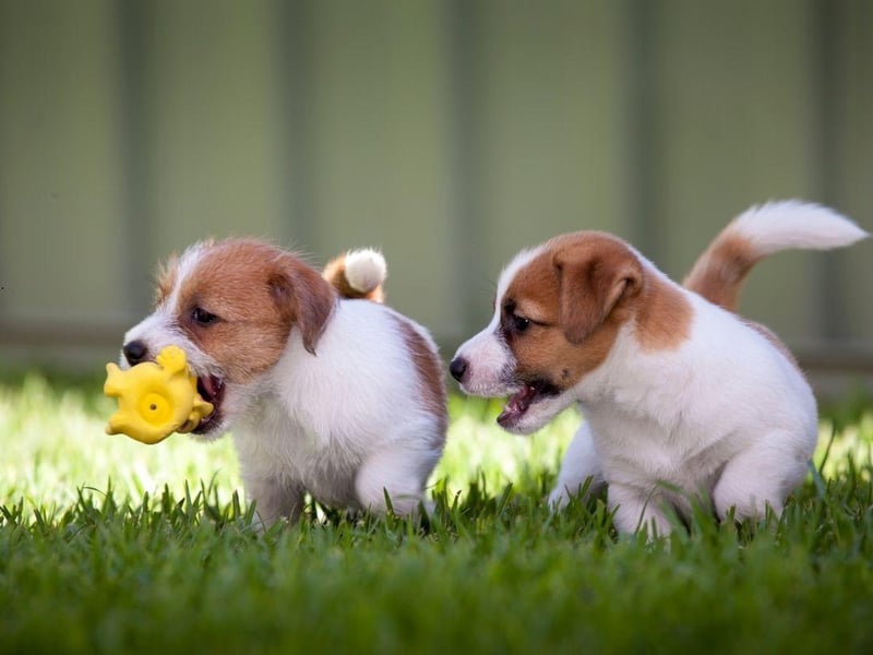 The cheeky and loving Jack Russell is probably the cheapest breed of puppy to buy at the moment - costing around £700-£1000.