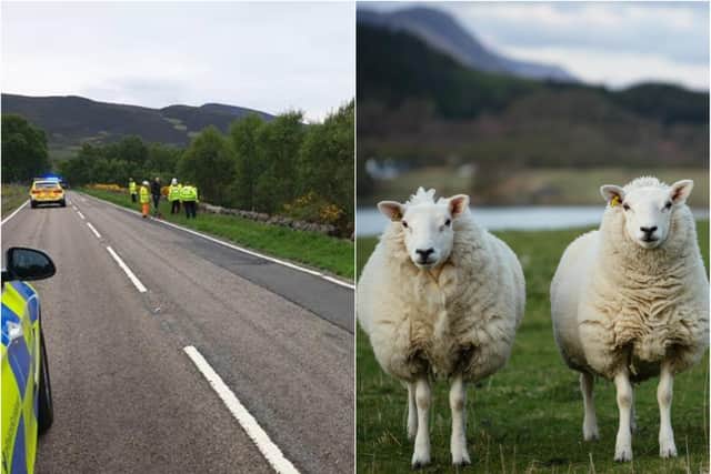 Sheep were joined by other agencies on the A9, just north of Dornoch in Sutherland.