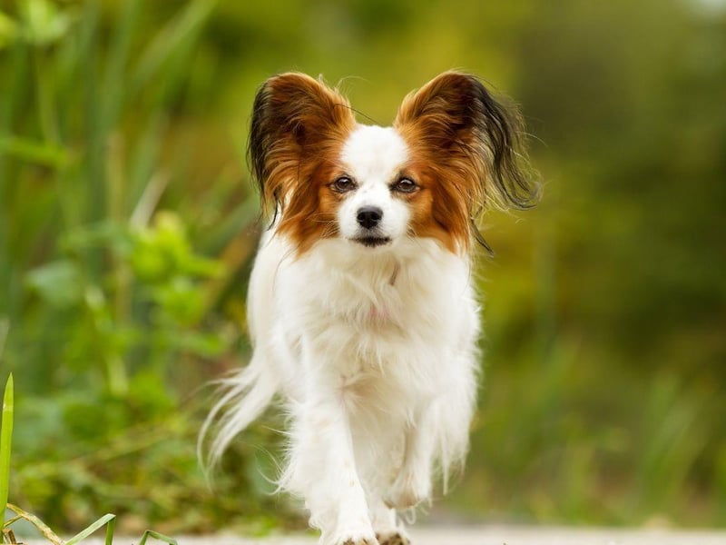 It can be difficult to find small dogs that cope well with other pets - many of the more diminuative breeds can be territorial and aggressive. An exception is the Papillon which famously gets on particularly well with cats, as well as other dogs.