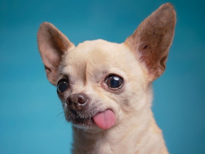 Perhaps surprisingly, small dogs tend to live longer than large dogs - a point proven by the Chihuahua. The tiny breed lives for an average of an impressive 15-20 years.