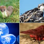 Some of the Scottish wildlife to look out for in July.