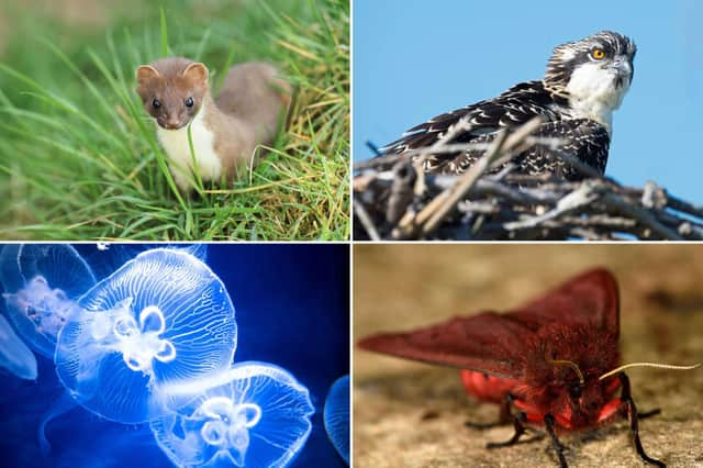 Some of the Scottish wildlife to look out for in July.