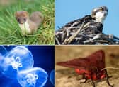Some of the Scottish wildlife to look out for in July.