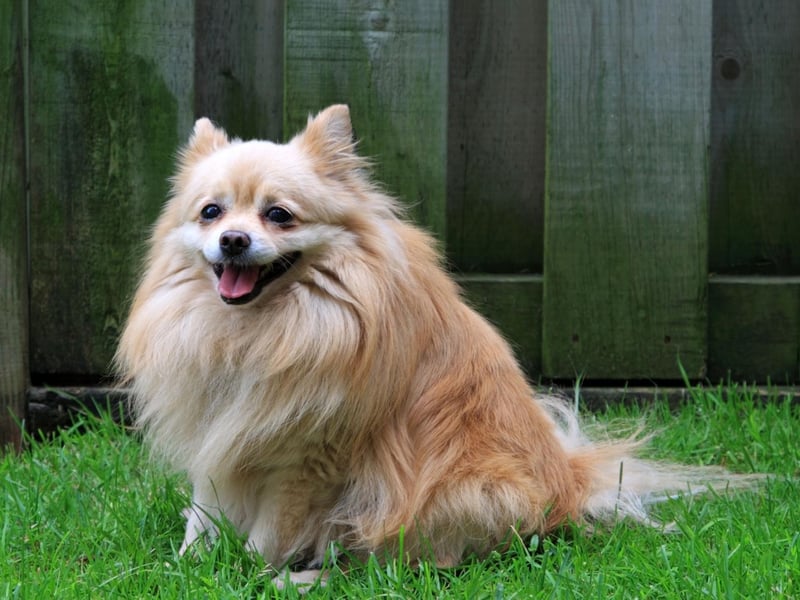 The Pomeranian has the worst combination possible for warm weather - a short muzzle and a thick coat. Make sure they always have plenty of water available to keep hydrated during warm spells.