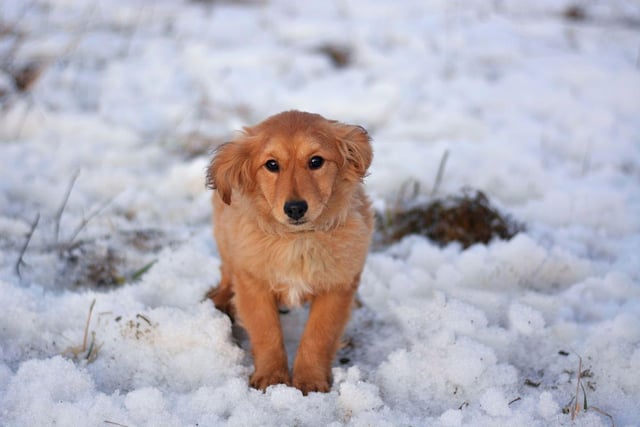 It’s vital to keep an extra eye on your dog in the colder months, particularly their body language. Look out for shivering, lethargy and stiffness in their legs. If your dog experiences any of these symptoms, call your vet immediately.
