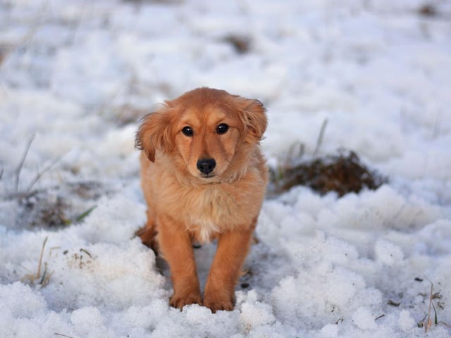 It’s vital to keep an extra eye on your dog in the colder months, particularly their body language. Look out for shivering, lethargy and stiffness in their legs. If your dog experiences any of these symptoms, call your vet immediately.