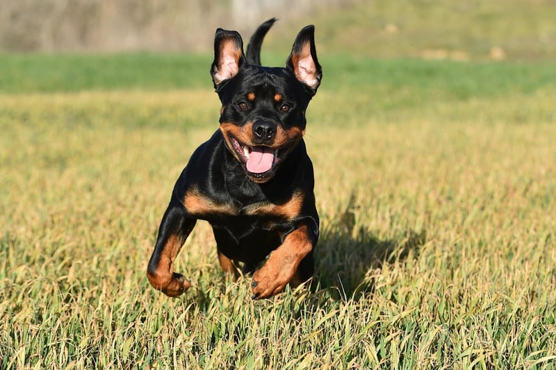 A Rottweiler is liable to have a lifetime cost of £20,329 - a hefty £2,035 per year.