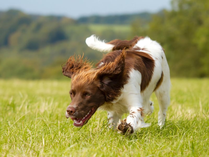 William Wallace is thought to have had a pet spaniel named Merlin that rode into the Battle of Stirling Bridge with him in 1297.