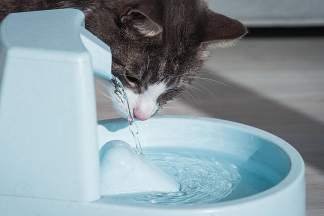 Similar to dripping tips, cats are much more likely to drink when they can see and hear moving water, so purchase a pet water fountain.