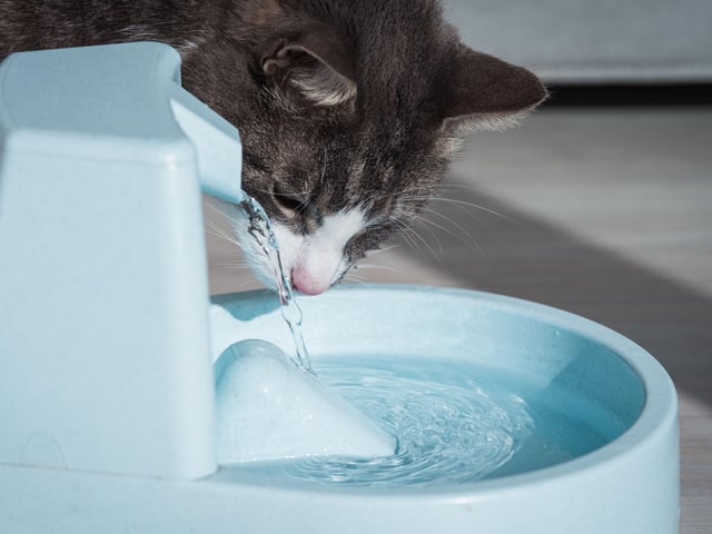 Similar to dripping tips, cats are much more likely to drink when they can see and hear moving water, so purchase a pet water fountain.