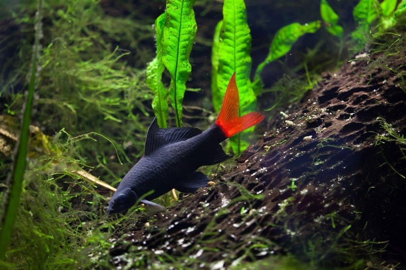 Despite its name, the Red-tailed Black Shark is more closely related to the humble Carp than the Great White. Critically endangered in its native Thailand, this fish is common in aquariums, where they are all captively bred. Their one drawback is that they can be aggressive against fellow Red-tailed Black Sharks - something to look out for.