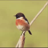 Sightings of the stonechat in spring carried particular superstitions in Scotland. PIC:  Ziva & Amir/Flickr/CC.