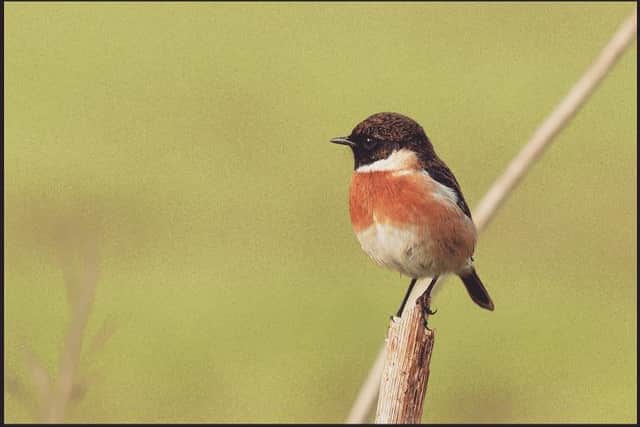 Sightings of the stonechat in spring carried particular superstitions in Scotland. PIC: Ziva & Amir/Flickr/CC.