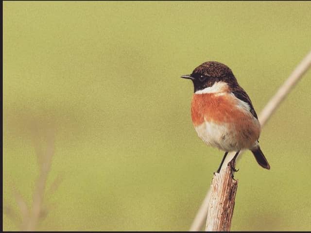 Sightings of the stonechat in spring carried particular superstitions in Scotland. PIC:  Ziva & Amir/Flickr/CC.