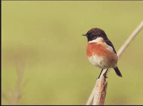 Sightings of the stonechat in spring carried particular superstitions in Scotland. PIC:  Ziva & Amir/Flickr/CC.