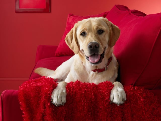 Dogs are easily taken from gardens - especially front gardens - so make sure to secure your garden with tall fences.