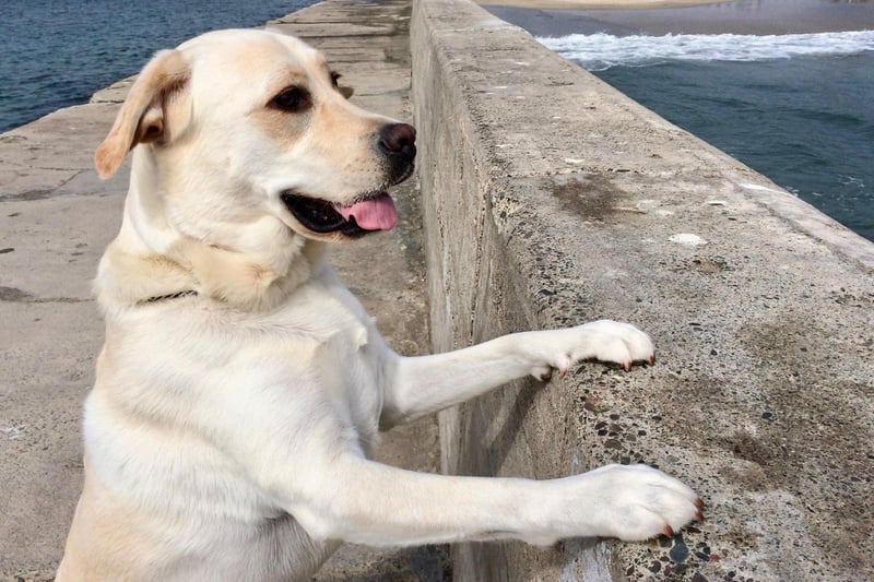 Any Labrador owner who has found their dog waiting patiently for them outside the bathroom will be able to tell you how much this breed loves their human. The negative part of this is that the world's most popular dog is also one of the most likely to suffer from separation anxiety.