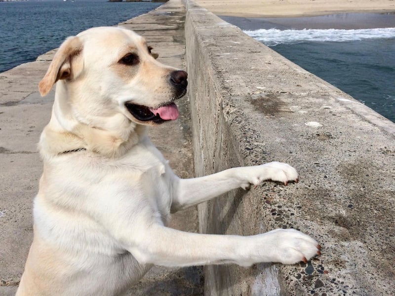 Any Labrador owner who has found their dog waiting patiently for them outside the bathroom will be able to tell you how much this breed loves their human. The negative part of this is that the world's most popular dog is also one of the most likely to suffer from separation anxiety.