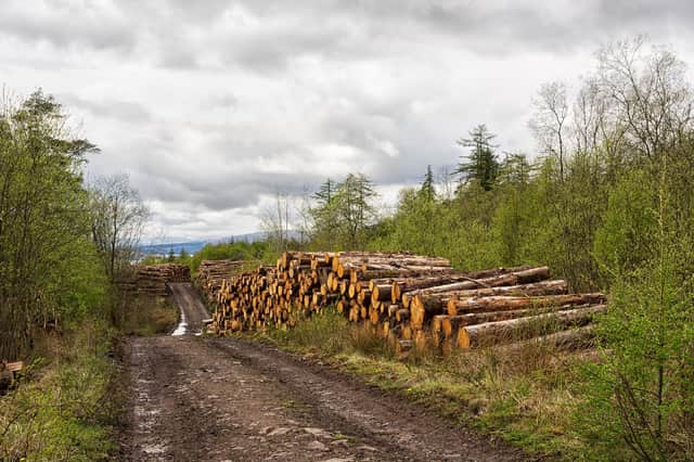 A surge in demand for timber, rather than supply problems, is the reason behind a shortage of wood in the UK (Picture: Getty Images/iStockphoto)