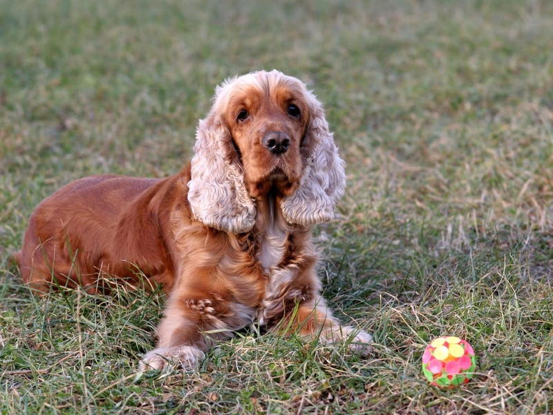 A Cocker Spaniel, or at least one of its descendents, was a passenger on the Mayflower - the ship that carried the Pilgrims from England to the New World in 1620. There were two dogs recorded on the crossing - a Mastiff and a Spaniel (at this point there were no distinct breeds of spaniel).