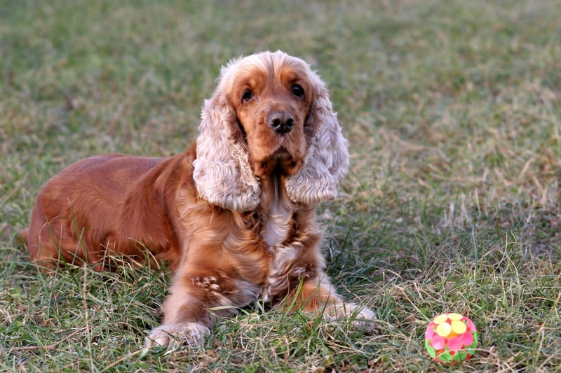 A Cocker Spaniel, or at least one of its descendents, was a passenger on the Mayflower - the ship that carried the Pilgrims from England to the New World in 1620. There were two dogs recorded on the crossing - a Mastiff and a Spaniel (at this point there were no distinct breeds of spaniel).