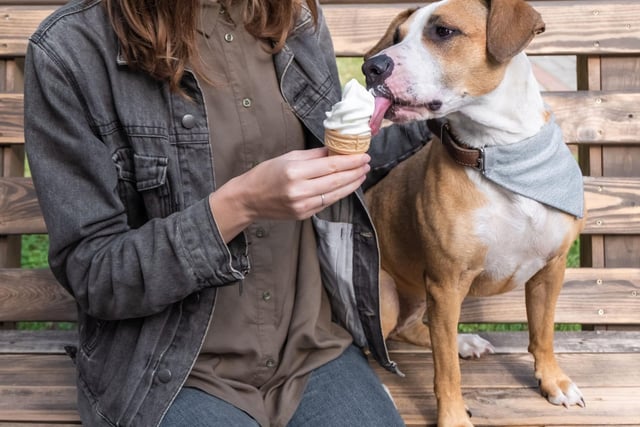 Humans are not the only creatures that like cool food in warm weather. Keep your dog food and treats in the fridge for chilled serving and/or feed them wet food. A cool dish of raw meat is the perfect summer supper, while bone broth lollies are great summer snacks. Pop your bone broth into some ice cube or lolly moulds, leave in the freezer for a few hours and serve. You can even use a pizzle as the lolly stick.