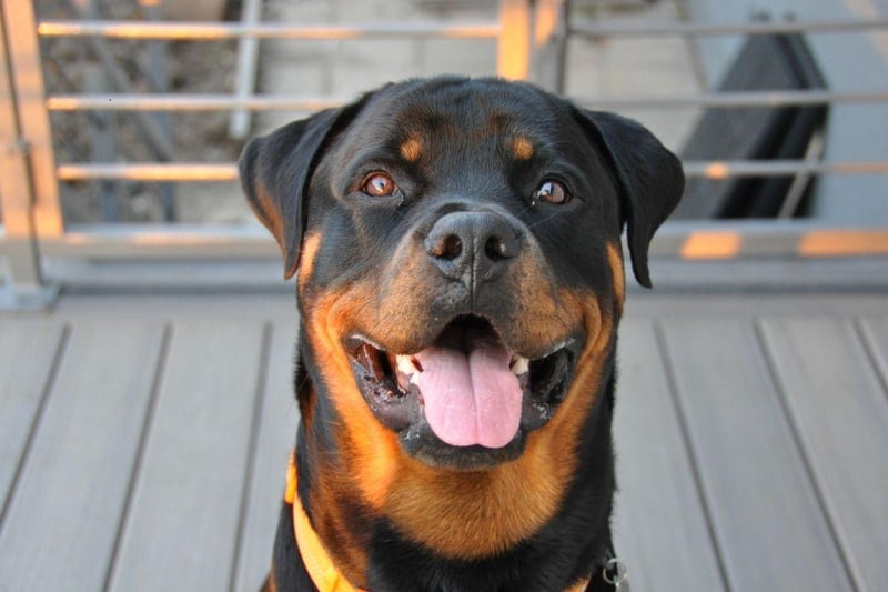 Rottweilers are another breed of large dog that commonly suffer from hip dysplasia. Another early indication of the condition is if your pet is leaning in one direction while walking, in an attempt to protect the troublesome hip.