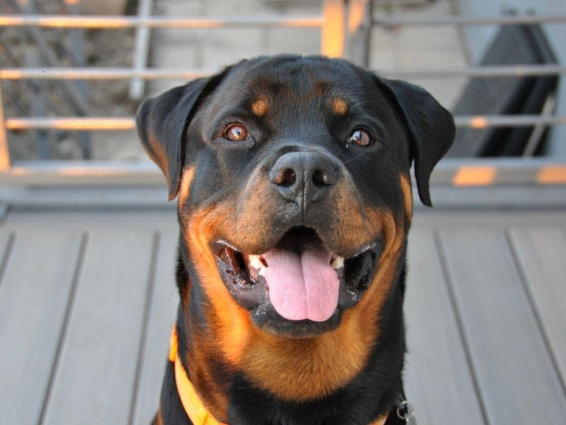 Rottweilers are another breed of large dog that commonly suffer from hip dysplasia. Another early indication of the condition is if your pet is leaning in one direction while walking, in an attempt to protect the troublesome hip.