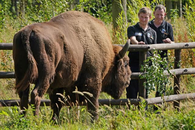 Donovan Wright (right) and Tom Gibbs, the UK's first-ever Bison Rangers, get to know a Bison at the Wildwood Trust , near Canterbury in Kent ahead of beginning work at West Blean Woods. Picture date: Wednesday July 28, 2021.