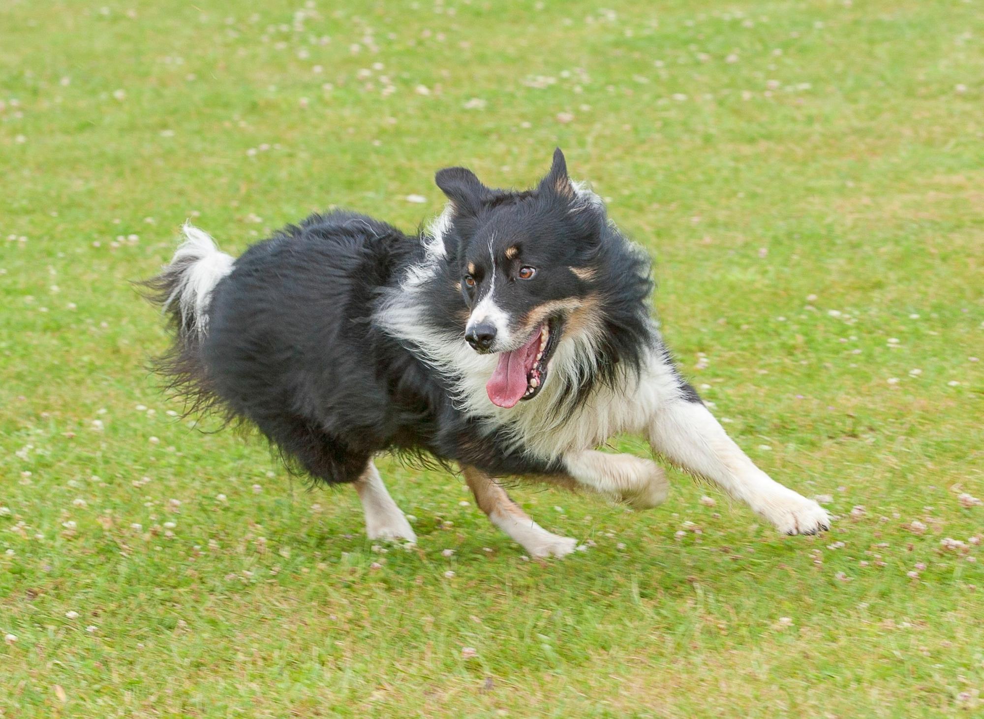 What Dog Breeds Need The Most Exercise