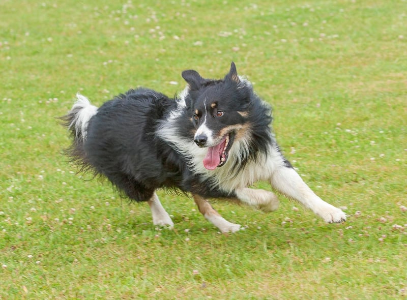 Bred to run for miles herding sheep, a daily walk around the block won't be anything like enough exercise for a Border Collie. They are perfect companions for runners, but you'll have to be pretty fit to come close to tiring them out.