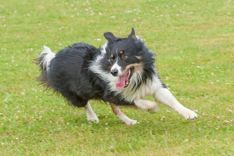 Bred to run for miles herding sheep, a daily walk around the block won't be anything like enough exercise for a Border Collie. They are perfect companions for runners, but you'll have to be pretty fit to come close to tiring them out.