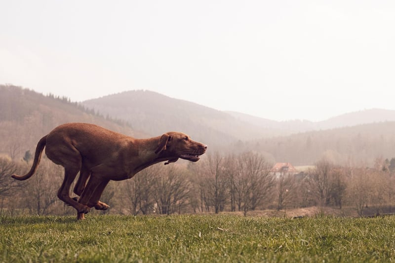 The other dog that can register up to 40mph on the canine speedometer is the Vizla. If this Hungarian breed doesn't get plenty of exercise it can become destructive.