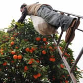 Precious Seville oranges are harvested and exported to the UK, mostly for making marmalade but, sometimes, to ruin a bottle of gin (Picture: Cristina Quicler/AFP via Getty Images)