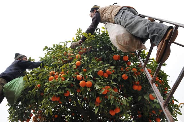 Precious Seville oranges are harvested and exported to the UK, mostly for making marmalade but, sometimes, to ruin a bottle of gin (Picture: Cristina Quicler/AFP via Getty Images)