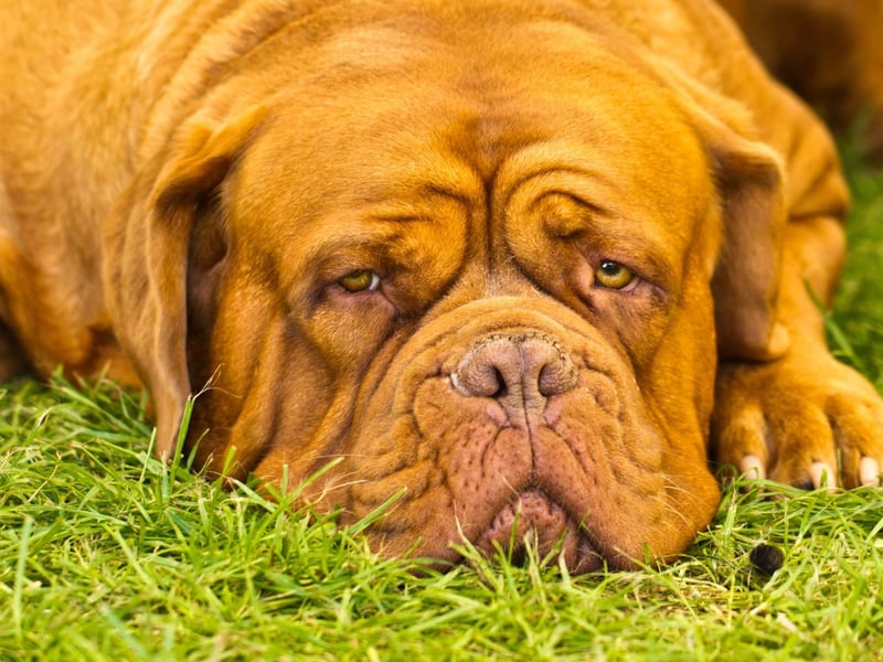 Completing the five most expensive dogs to insure is the adorable Dogue De Bordeaux - with an average annual cost of £572.92.