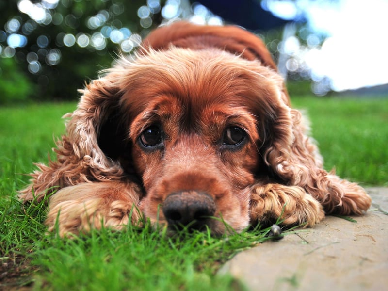Celebrity Cocker Spaniel owners include Charlize Theron, the Duke and Duchess of Cambridge, Oprah Winfrey, Naomi Watts and George Clooney.