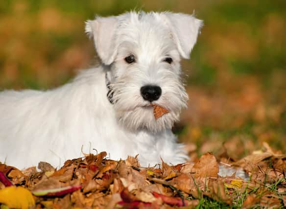 How much do you know about the adorable Miniature Schnauzer?